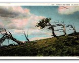 Treess at Timberline Colorado CO WB Postcard Z2 - $3.91