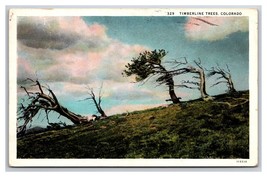 Treess at Timberline Colorado CO WB Postcard Z2 - £3.07 GBP