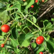 Chiltepin / Tepin / Chile Pequin / Birds Eye Pepper Seeds 25 Seeds FRESH - £8.49 GBP