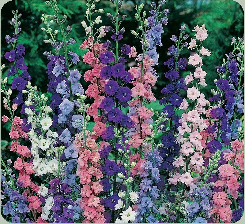 SYST 200 Seeds Rocket Larkspur Delphinium Ajacis  Seed Catalog Home Garden - £7.32 GBP