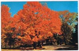 Postcard Route 7 Main Road Through Vermont Beautiful Fall Foliage - £1.15 GBP