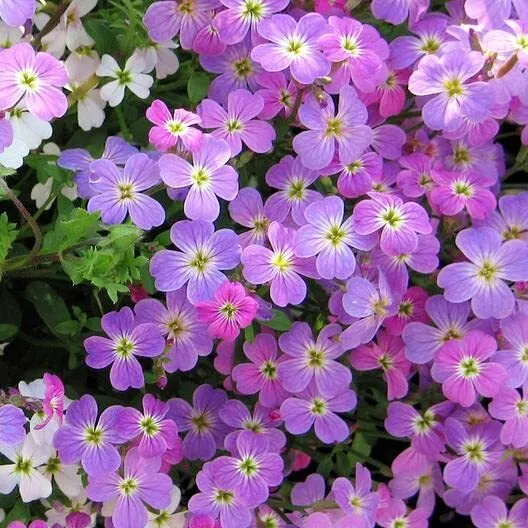 100 Virginia Stock Wildflower Seeds Stunning Color Great for Cut Flowers - £10.37 GBP