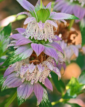 300 Spotted Bee Balm Flower Seeds Native Wildflower Herbal Tea Plant - £9.72 GBP
