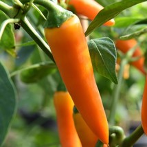 Chilli Bulgarian Carrot Hot Pepper, 20 seeds - £8.58 GBP