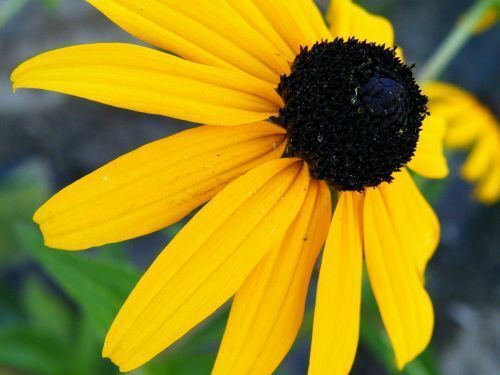 2500 Black Eyed Susan Rudbeckia Hirta Flower Seeds Yellow  - $6.89