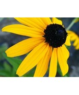 2500 Black Eyed Susan Rudbeckia Hirta Flower Seeds Yellow  - $6.89