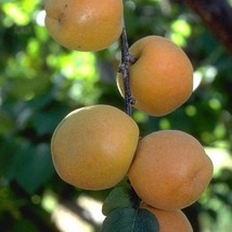 Apricot Autumn Royal Tree 2 To 3 Feet Tall Ship In 1Gal Pot New Fresh Ga... - $116.66