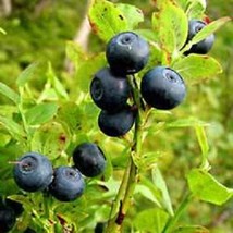 Best Seeds 20 Common Bilberry Fruit Shrub European Blueberry Vaccinium Myrtillus - £11.14 GBP