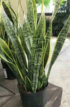 1 Rooted Snake Plant Sanseveria Mother-in-law Tongue Air Purifying Live Plant - £72.00 GBP