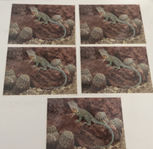 Lot 5 Postcards North American Wildlife Lizards Reptiles Oversize Postcard - £3.91 GBP