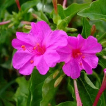 THJAR Four O Clock Flower Seeds, Purple Four O&#39; Clock Flower 50 Seeds, - $5.67