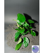 ANUBIAS BARTERI "BROAD LEAF"-Freshwater Aquatic Live Plants  - $6.92