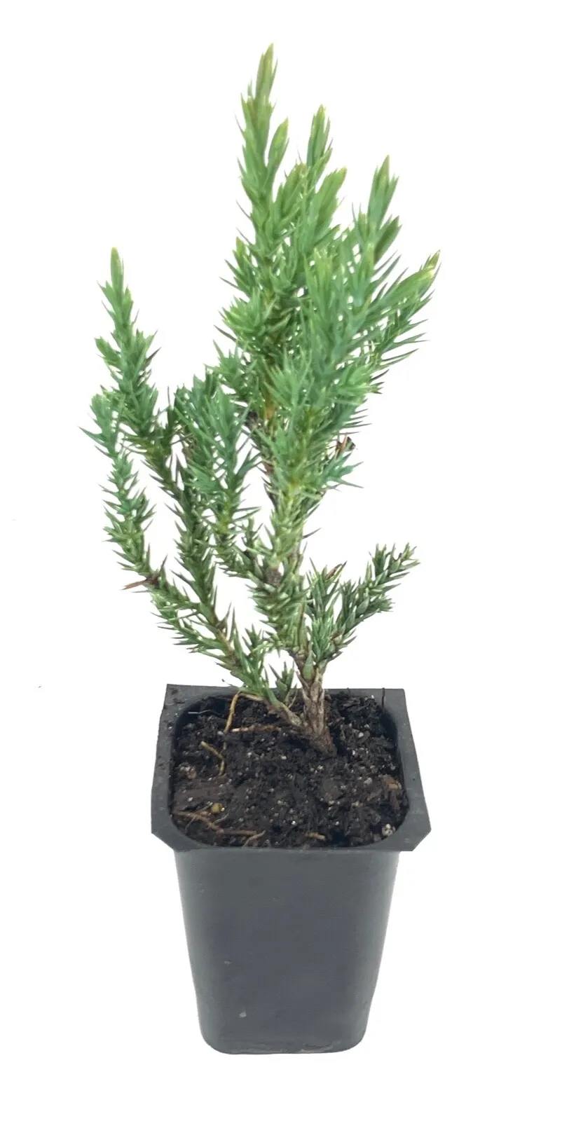 Spiny Greek Juniper Live Trees Juniperus Chinensis - £32.81 GBP