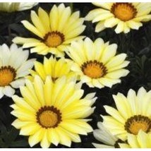 Thjar 30+ Gazania Kiss Lemon Yellow Flower Seeds / DROUGHT-TOLERANT / Reseeding - £5.51 GBP