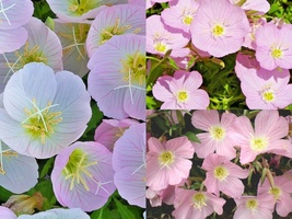 501+SHOWY Mexican Evening Primrose Groundcover Container Flower Seeds Garden - £10.18 GBP