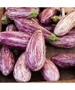 Eggplant tigrana seeds - code 024 - $91.84 MXN Eggplant tigrana seeds - code 024 - $91.84 MXN