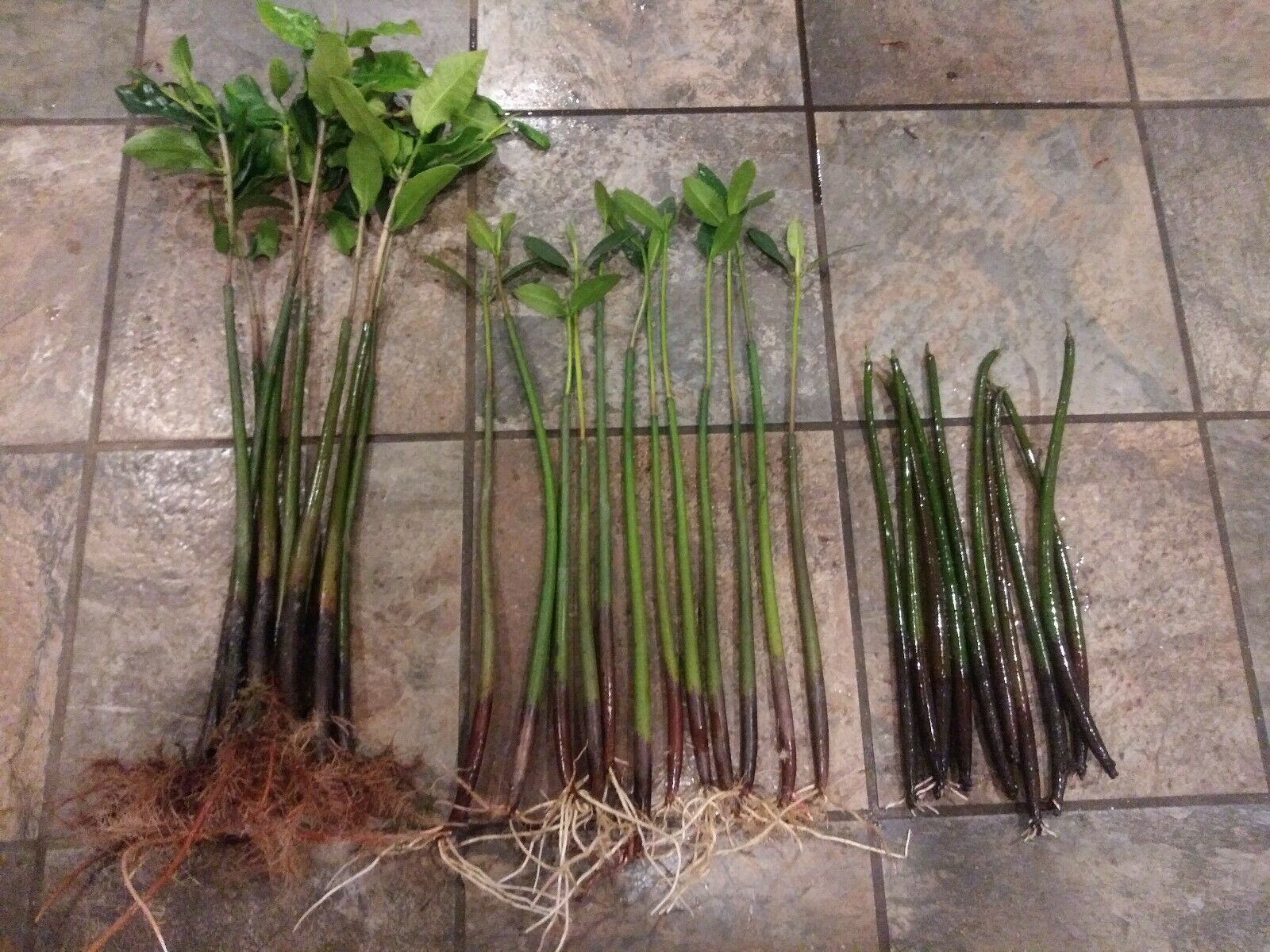 10 MANGROVE PLANTS SALTWATER/FRESHWATER AQUARIUM  FILTER  - $30.00