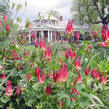 Guashi Store 100 Seeds Eastern Red Columbine Seeds Perennial Native Wildflower S - $8.99