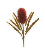 Burnt Orange Banksia Floral Stem (Set of 6) - $1,889.62 MXN