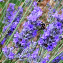 150 Portuguese Spike Lavender Lavandula Latifolia Syn. Spica Broadleaved Fragran - $7.45