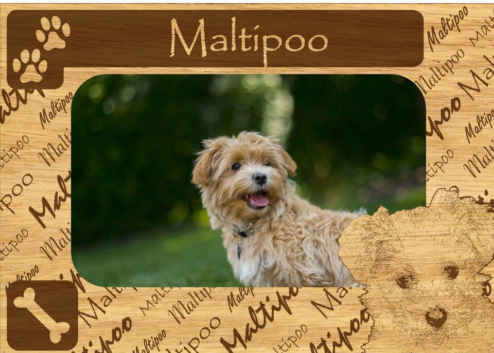 Maltipoo w Paws Engraved Wood Picture Frame Magnet - $13.99