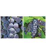 Concord Grape Plants, 4&quot; pot size, America&#39;s favorite grape - £47.67 GBP