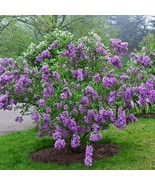 25 Lilac Sunday Lilac Seeds Tree Fragrant Flowers Perennial Seed Flower 958 USA - $9.00