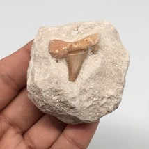 74.7g,2.1&quot;X2&quot;x1.1&quot;Otodus Fossil Shark Tooth Mounted on Matrix @Morocco,MF1993 - £4.15 GBP