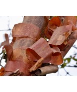 Acer griseum - Paperbark Maple- 18-44 Inches Tall - $42.52+