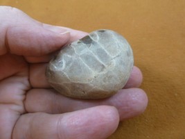 (F831-231) 1-3/4&quot; unpolished Petoskey stone fossil coral specimen MI state rock - £11.98 GBP