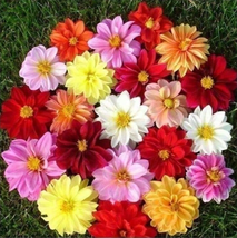 Dahlia Mix Plant seeds - $6.00