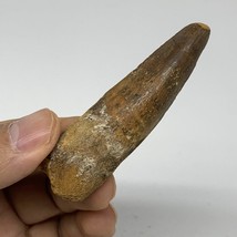 21.1g, 2.7&quot;X0.8&quot;x 0.6&quot;, Rare Natural Fossils Spinosaurus Tooth from Morocco, F32 - £62.76 GBP