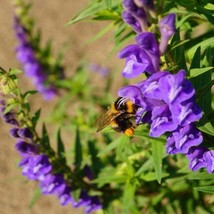 Siberian Magic Skullcap Scutellaria Baicalensis Siberian Magic 20 Seeds ... - $8.98