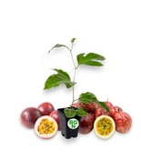 Passiflora “Bounty” – COLD HARDY Passion Fruit Plant – Live Plant - $43.42 CAD