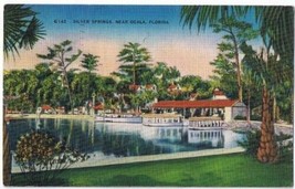 Florida Postcard Silver Springs Near Ocala - £2.22 GBP