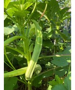 30 Seeds Louisiana 16  Inch Longhorn Okra  Longest Most Robust Pods Heirloom - $7.40