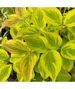 Cornus X Celestial Shadow Flowering Dogwood 24 Inch Tall 1 Year Graft Pl... - $16,421.45 MXN