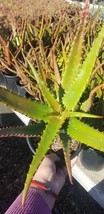 Aloe Cameronii (1 gal.pot) - $48.99