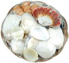 Coco Midrib Sea Shell Basket 6 Inches Natural - £20.13 GBP