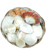 Coco Midrib Sea Shell Basket 6 Inches Natural - $40.53 CAD