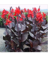 15 Seeds Scarlet (purple, wine, burgundy) Canna (Cana) Lillys w/ Orange ... - $30.00