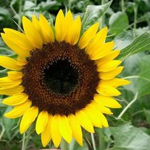 30 Seeds Black Oil Sunflower - $10.00