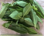 1/2 pound Aprox. Fresh Eucalyptus leaves 8 onz Free Shipping. - $18.80