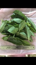 1/2 pound Aprox. Fresh Eucalyptus leaves 8 onz Free Shipping. - £14.76 GBP