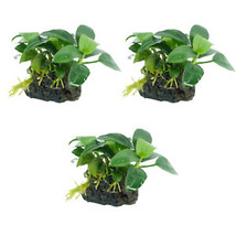 SEPTH Package Driftwood Anubias Nana On Stone Live Aquariums Plants Mix Decor Va - $37.99