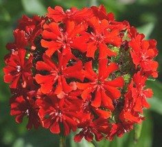 Maltese Cross Flower Seeds 500 Perennial Garden Butterflies Fast Shipping - £7.18 GBP