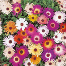 Ice Plant Mix Seeds, Livingstone Daisy, Variety Sizes Sold, FREE SHIPPING - £1.33 GBP+