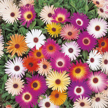 Ice Plant Mix Seeds, Livingstone Daisy, Variety Sizes Sold, FREE SHIPPING - $1.77+