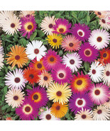 Ice Plant Mix Seeds, Livingstone Daisy, Variety Sizes Sold, FREE SHIPPING - £1.31 GBP+