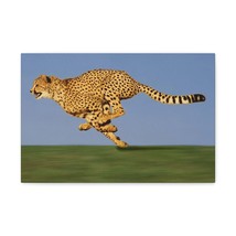 Cheetah Hunting Cheetah on Hunt Print Animal Wall Art Wildlife Canvas Prints Wa - £56.94 GBP+